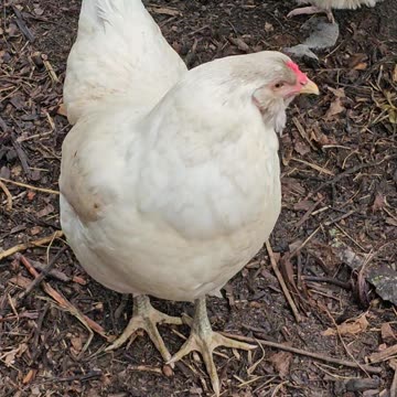 OMC! Little chicken Whitey preening and being cute and shy as usual!