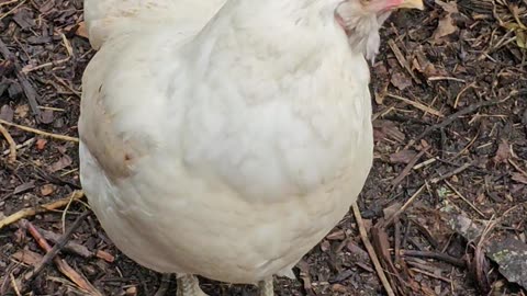 OMC! Little chicken Whitey preening and being cute and shy as usual!