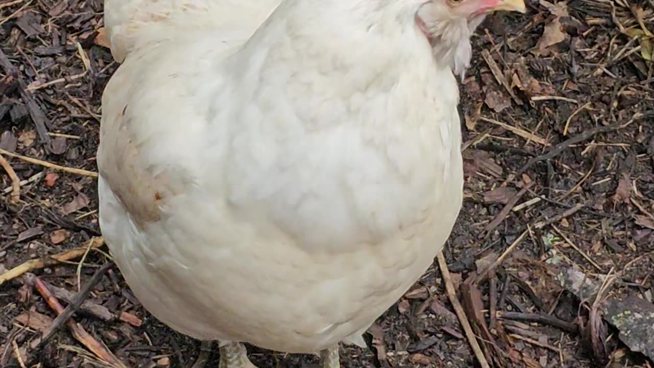 OMC! Little chicken Whitey preening and being cute and shy as usual!