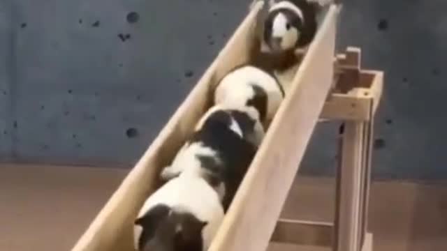 Funny pet