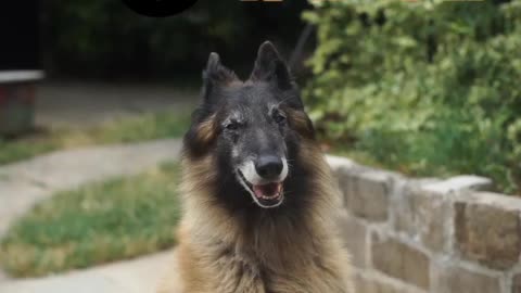 Dog 🐕 video | Cartoon animals 😇 | #animals | #shorts