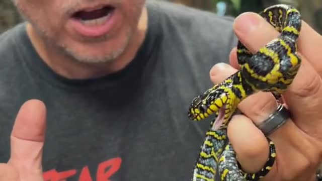 Mangrove snakes are usually black and yellow, this blue is just so beautifu