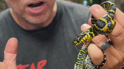 Mangrove snakes are usually black and yellow, this blue is just so beautifu