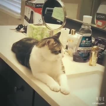 Hermoso gatito echa una mirada impagable ante la cámara