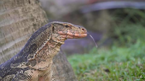 Komodo dragon sticking tongue out