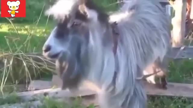 Animal dances of the world