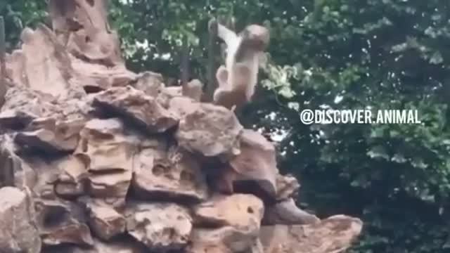 Monkey funny dance video 🤣