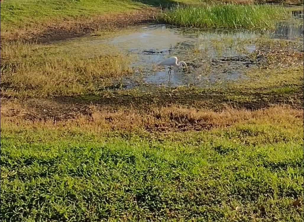 The nature zone: Another food looking for a meal, around a pond.