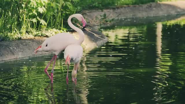 Best Relaxing Video And Wild Animals