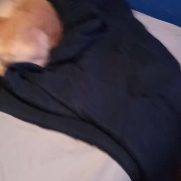 Lol funny pet vlogs enjoy funny dogs and cats