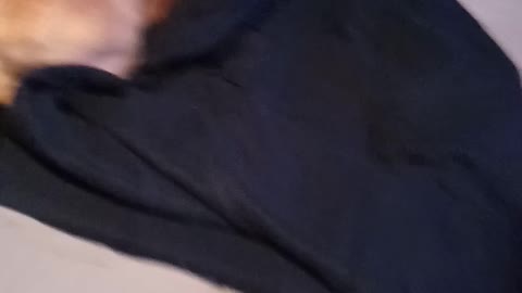 Lol funny pet vlogs enjoy funny dogs and cats