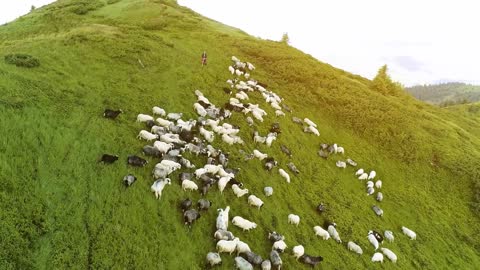 The flight above a flock of sheep on a mountain lawn on the sunny background