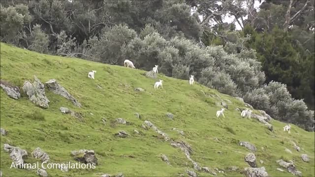 Baby Lamb (Sheep) Goes Baa