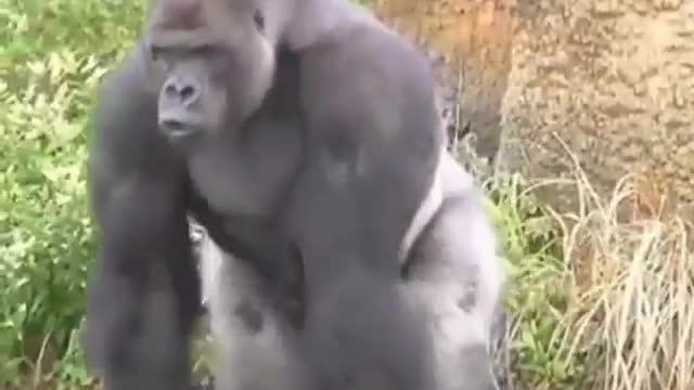 Black rare Gorilla running around waking up his crew