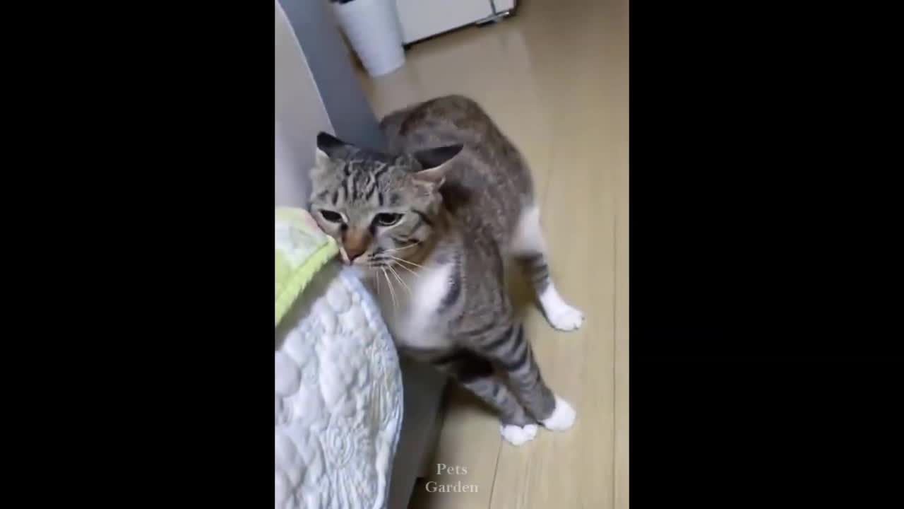 Funny cat video