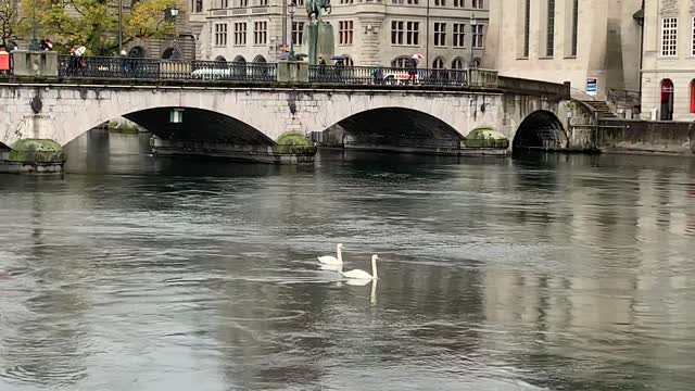 Swans swimming at Zurich