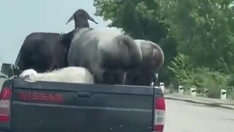 Cute and adorable animal behavior makes anyone happy to see it