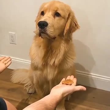 A dog play with its owner