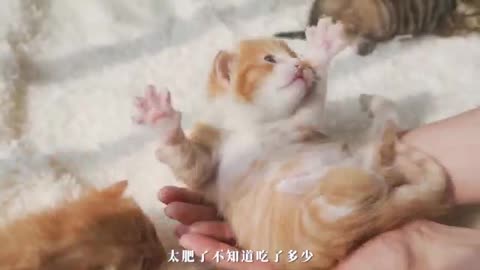 new born cat