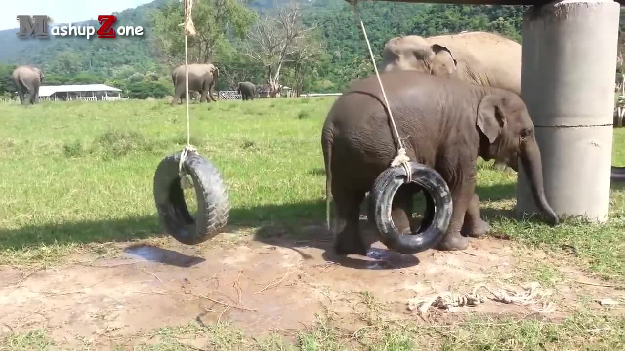 Elephant baby fanny video