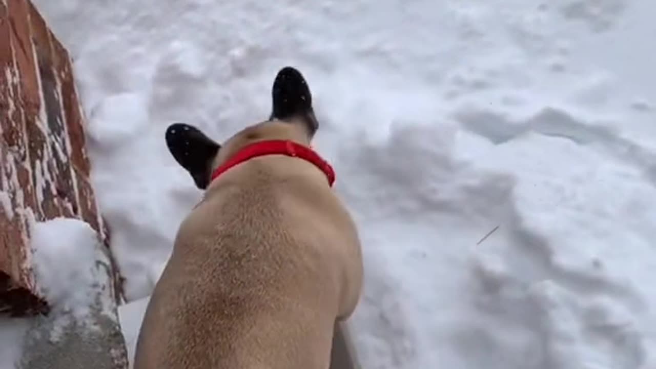 A dog seeing snow for the first time.