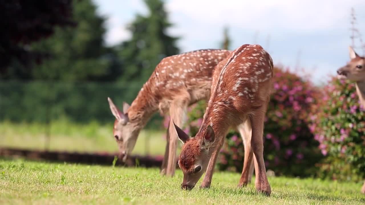 Fawn WILD MEETINGS WITH Red Deer