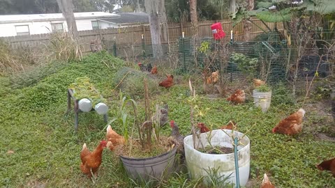 Chickens Out & About