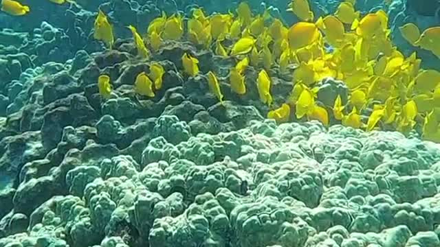 classicrock#fish