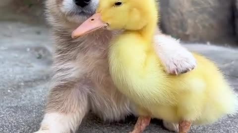 Best Friend