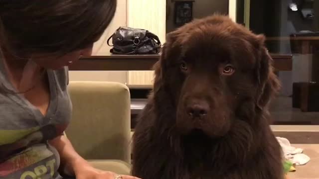 Big Dog Is Having None Of His Owner Apologies