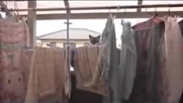 Cat Jump Fail with Music- Sail by AWOLNATION.mp4