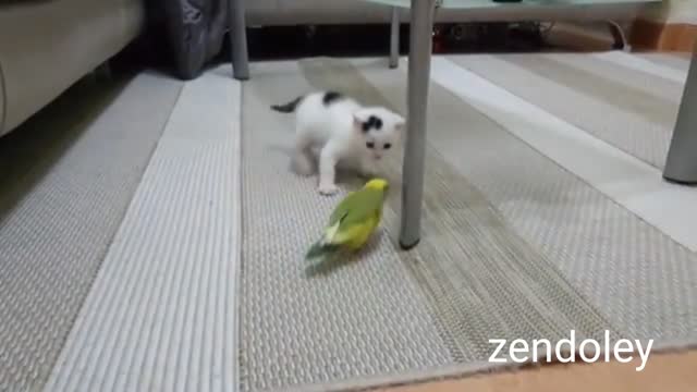 Lovely kitten with bird and cat