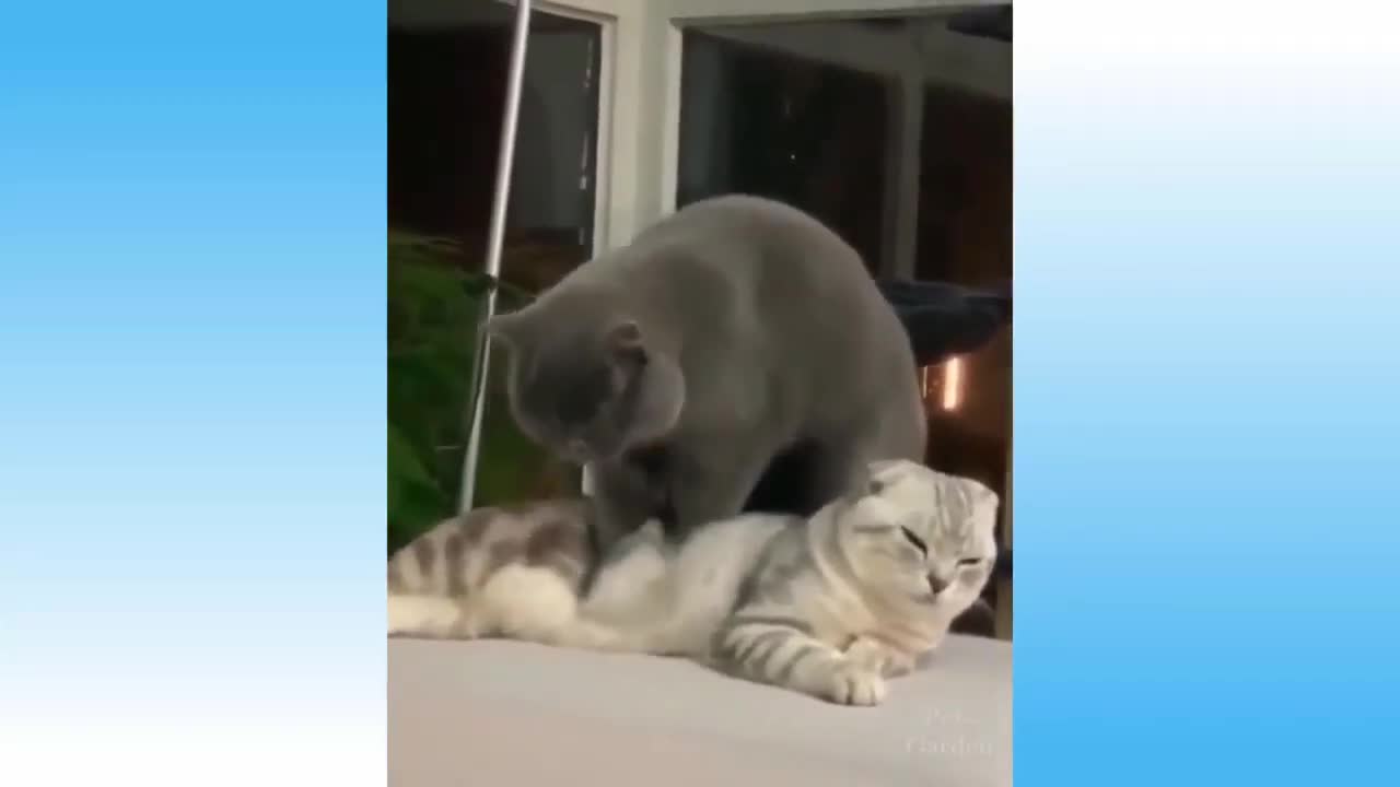 FUNNY AND PLAYFUL CATS...Great Fun 2021