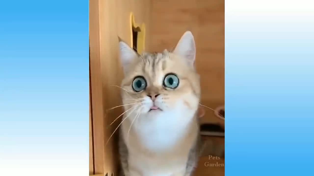 Best funny cat videos that will make you augh all day long