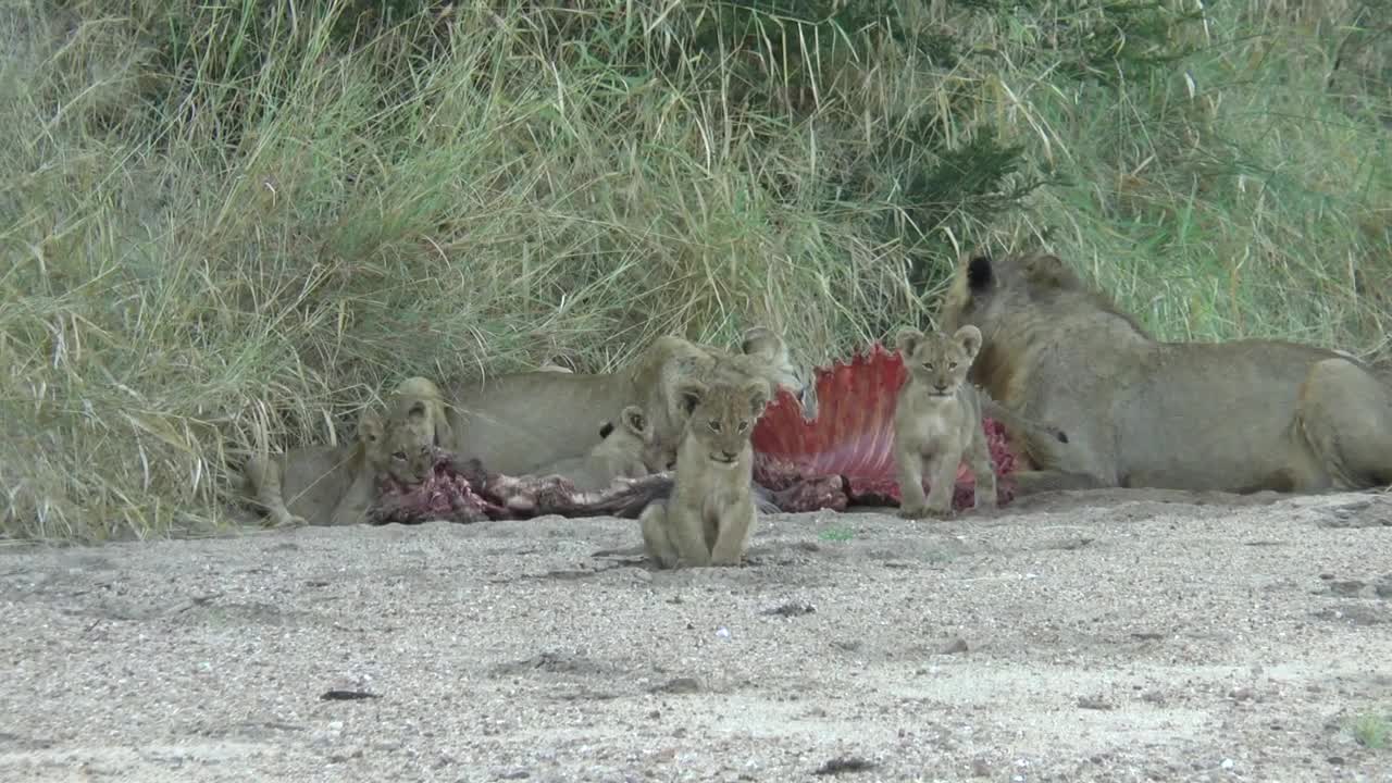 2 month lion cubs with adults and a kill.
