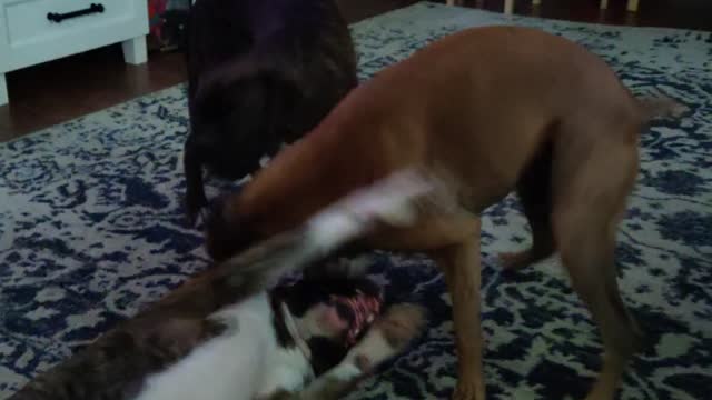 Boxer dogs play fighting