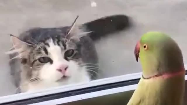 We or playing