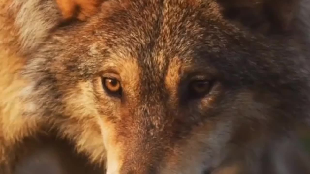 Wolf facts | animal facts | #explore #facts #interestingfacts