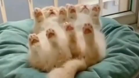 Slipping my cat video, allows funny cat video