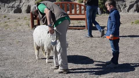 sheep vs little boy fighting
