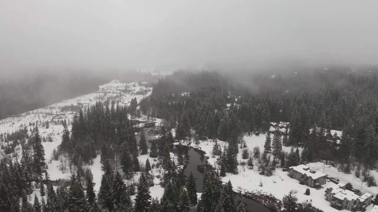 winter forest environment | (Sweden)