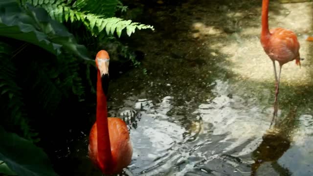 Flamingos in a lake in the jungle - With beautiful music