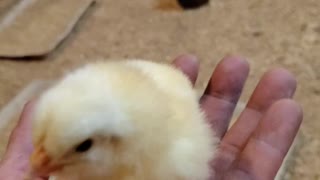 Oscar the chick