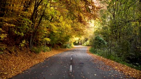 Beautiful footage of forest with falling leaves