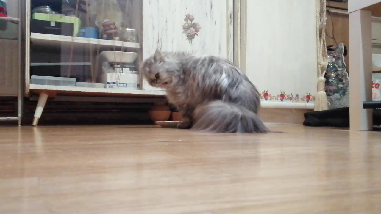 Cat making weird sounds, what does it mean?