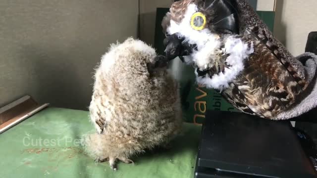 Puppet feeds to great horned owlet - Survival Skill and assimilating With it's spices