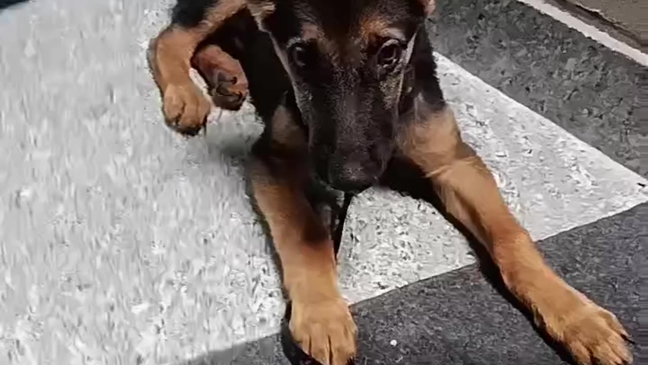 My dog 🐕 first time hand Shake 😂🤝