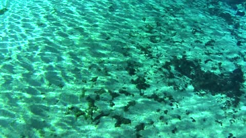 Weeki Wachee Springs State Park, FL.