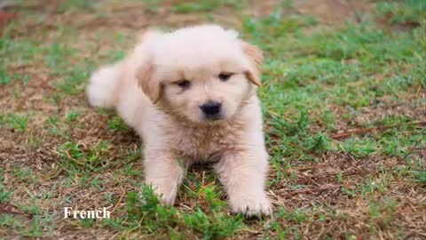 The top five cute dogs