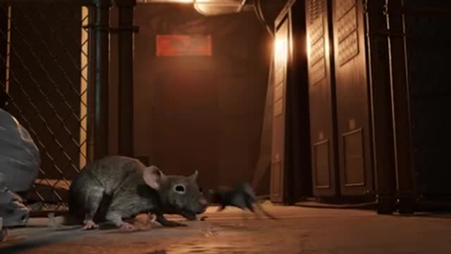 RATS! Rats! rats!